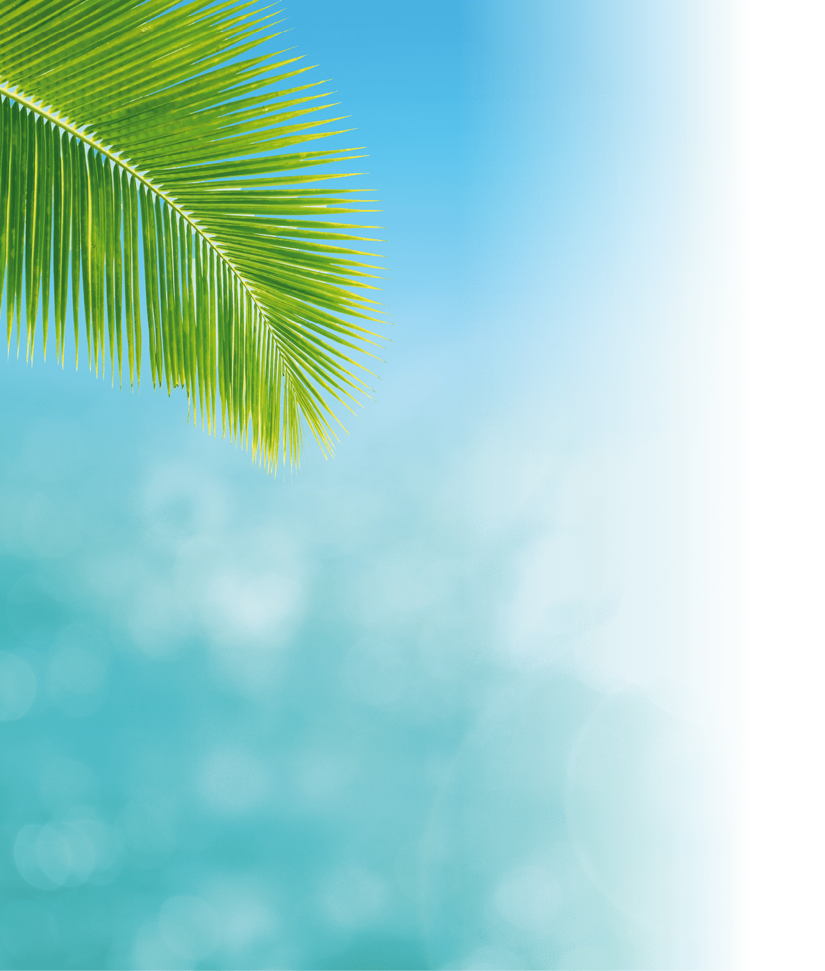 Summer Vacation and Holiday Trip Concept : Green leaves of coconut tree with blurry image seascape view and blue sky in background.